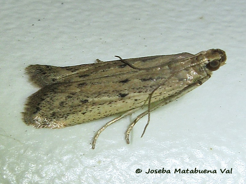 Pyralidae:  Phycitodes sp.